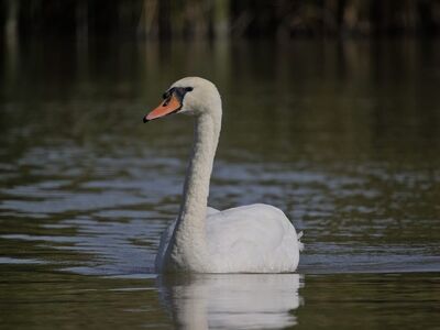 swan, bird, waterfowl, lake, nature, reflection, wildlife, swimming, calm, silence, peaceful, ornithology, tranquil water, white feathers, animal, close-up, solitude, water, fauna, quiet, singularity