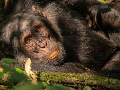 chimpanzee, animal, uganda, kibale, portrait, jungle, eyes, face, nature, wild, mammal, calm, light, classic, exotic, fur, camouflage, green, close, still life, details