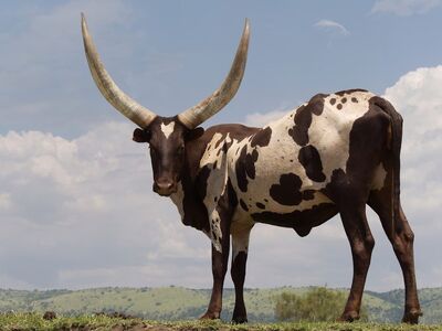 ankole, watusi, cow, horns, uganda, nature, animals, livestock, mammals, cattle, pasture, wild, agriculture, panorama, plant, green, meadow, clear, bovine