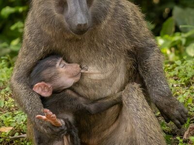 baboon, monkey, motherhood, baby, breastfeeding, love, forest, nature, life, mother's protection, fur, savanna, wilderness, animal, care, family, calm, mammal, maternal care, green
