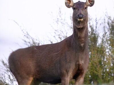 sambar, sambar deer, nature, mammal, animal, wild, in nature, australia, rusa unicolor, female, introduced, feral, fur, habitat, fauna, wildlife, grass