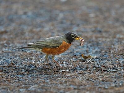bird, robin, insect, worm, nature, wildlife, foraging, brown, orange, close-up, ground, food search, feather, food, outdoors, prey, hunting instinct, hunting, detail