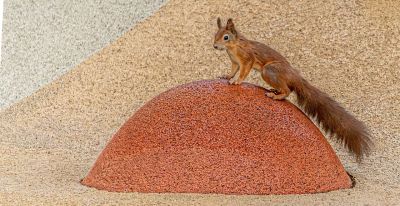 squirrel, red squirrel, rodent, wildlife, animal, furry, tail, cute, surface, urban wildlife, rubber, mound, standing, background, nature, texture, playful, alert