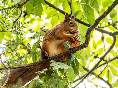 squirrel, red squirrel, sciurus vulgaris, rodent, wildlife, animal, cute, furry, tail, eating, hazelnut, feeding, perched, branch, tree, leaves, forest, green leaves, close-up, nature, background