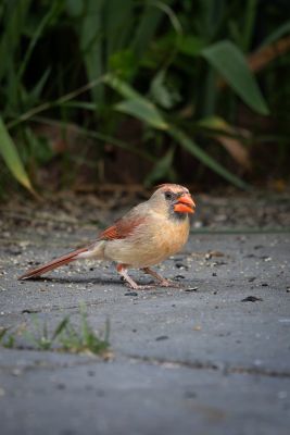 northern cardinal, male bird, wildlife, bird on ground, nature, beak, feathers, green background, garden, pavement, bird feeding, foraging, in spring, female bird, outdoors, bird, animal portrait, movement, backyard, amongst leaves