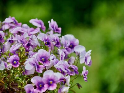 viola, pansy, purple, flower, wallpaper 4k, 4k wallpaper 1920x1080, garden, spring, floral background, beautiful wallpaper, hd wallpaper, blossom, flower background, wallpaper hd, petal, macro, green, background, bokeh, free background, nature, wildflower, free wallpaper, desktop backgrounds, cool backgrounds, full hd wallpaper, delicate, beautiful flowers, windows wallpaper, copy space, flower wallpaper, mac wallpaper, 4k wallpaper, flower cluster, botanical, laptop wallpaper, purple flower, delicate beauty