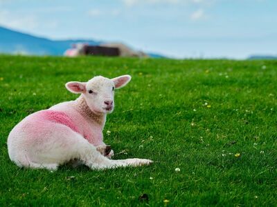 lamb, pink wool, resting, pasture, spring, outdoors, mountains, green grass, nature, wool, sheep, young, farm animal, landscape, cute, field, countryside shot, blue sky, rural, agriculture