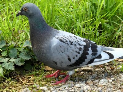 pigeon, bird, grey, grass, feather, animal, nature, wildlife, frontal view, red feet, urban, posing, close-up, ornithology, park, yellow eyes, urban fauna, calm, natural ecology, animal photography, pleasant