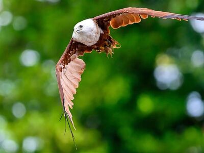 eagle, bird, nature, red kite, wings, flight, soaring, portrait, bird of prey, wild, fauna, green, background, flying bird, feather, sharp beak, hunter, buzzard, flying