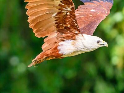 bird of prey, flying bird of prey, reddish-brown feathers, white head, against green background, in nature, flight, predator, foraging, falconry, eyes, claw, wilderness, bird enthusiast, ecology, avian world, scratching animal, hunter, beak