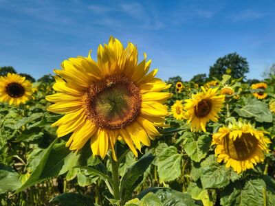 sunflowers, nature, blue sky, field, flower, summer day, natural beauty, cultivation, summer flower, flowering plant, fresh flora, flower color, meadow, horizon, summer season, outdoors, row of sunflowers, beautiful garden, green foliage, natural harmony