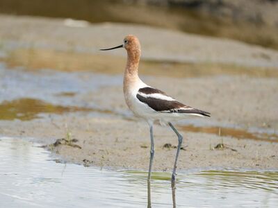 wading bird, american avocet, wetland, long legs, black and white, sand, bird, environment, natural, habitat, animal, water bird, camouflage, nature, fauna, bird migration, shore, charadriiformes, nature reserve