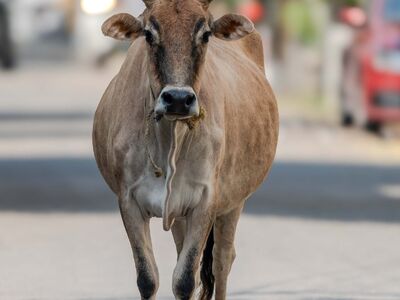 cow, street scene, animal, brown color, parking, vehicles, blurry background, domestic animal, local fauna, rural area, nature, natural habitat, vertical frame, countryside, environment, backbone, simple life, farm animals, cow horns, cattle, rural life