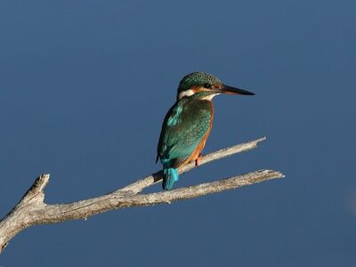 nature, animal, bird, kingfisher, ornithology, feathers, perched, branch, wilderness, blue, predator, common, ecology, environment, birdwatching, fauna, biodiversity, habitat, species, calm