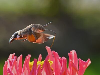 butterfly, hummingbird moth, macro, flower, nature, zinnia, garden, pollination, daylight, seasonal, feeding, flying, insect, wildlife, hovering, flight, beautiful, color, summer, outdoors, climbing
