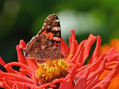 butterfly, flower, zinnia, garden, nature, macro, details, wings, red, flower wallpaper, orange, color, beautiful flowers, beauty, pollination, sunshine, living thing, calm, insect, wilderness, flower background, fresh air