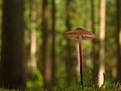 mushroom, forest, moss, autumn, gills, nature, macro, green, mycena, forest floor, mycology, natural environment, fragile, walk, wild, flora, small, sponge, environment, tiny, immature