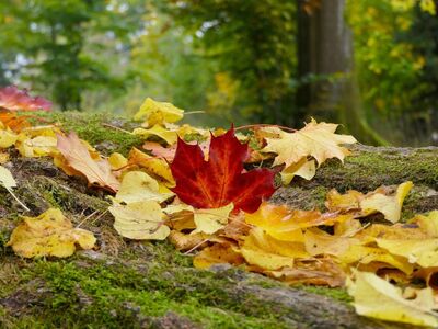 autumn, leaves, colorful, full hd wallpaper, wallpaper hd, hd wallpaper, maple, 4k wallpaper 1920x1080, tree, mac wallpaper, forest, free background, desktop backgrounds, autumn foliage, nature, moss, cool backgrounds, woodland, season, ground, beauty, background, windows wallpaper, beautiful wallpaper, november, ecological, balance, wallpaper 4k, laptop wallpaper, winter preparation, terrain, free wallpaper, trunk, 4k wallpaper, ecosystem, longing
