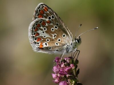 butterfly, insect, nature, pink flower, summer, wings, macro photography, details, blurred background, natural habitat, coloration, wildlife, fauna, butterfly wings, small, brown, red dots, life cycle, fairy, beauty