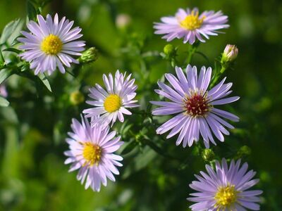 asters, blooming, autumn, nature, petals, garden plant, bright color, flowering, pink, outdoor, fresh, numerous inflorescences, blooming garden, cultivation, plant, delicate leaves, green, sunny day, fresh foliage, outdoor garden