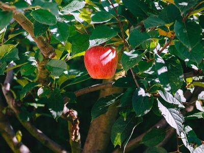 apple, tree, leaves, garden, nature, fruit tree, greenery, ripe, summer, red, sunlight, outdoor photography, colorful, fresh, apple tree, green, serenity, daylight, natural beauty