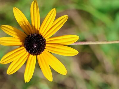 rudbeckia, flower, yellow, black-eyed, rudbeckia hirta, blooming, petals, bright day, flower background, macro photography, outdoor, nature, bokeh, beautiful flowers, simplicity, garden plant, natural beauty, flower wallpaper, solid background, garden accent, environment, detail, perspective