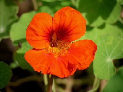 nasturtium, orange, flower, green leaf, ornamental plant, medicinal plant, edible, summer bloom, bright colors, fresh, macro photography, natural beauty, outdoor, blooming, happy, ecology, petal, climbing plant, botany, photography, natural world