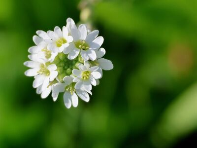 berteroa, flower, white flower, plant, wildflower, flower wallpaper, close-up, nature adaptation, macro photography, greenery, countryside, flower shape, nature, flower background, botany, bloom, gardening, meadow, environment, beautiful flowers, spring