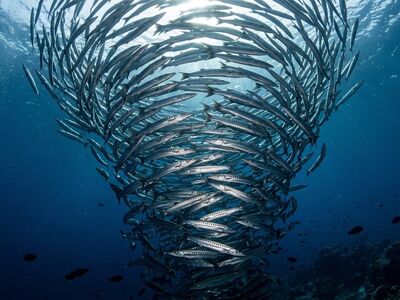barracuda, nature, school, fish, silver, predator, tornado, ocean, deep blue, current, dangerous, teeth, spiral, flash, natural beauty, underwater view, natural environment, marine life, school of fish, barrage, biotope