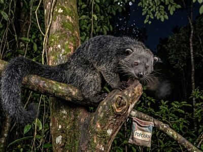 binturong, bearcat, tail, prehensile tail, tree, jungle, shaggy fur, whiskers, night, canopy, exotic, popcorn, rainforest, nocturnal animal, wildlife, forest, green, fascinating, nature, fauna