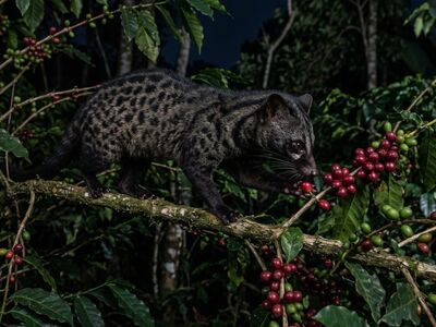 civet, palm civet, coffee, nature, berry, night, nocturnal, tree, branch, spotted, agriculture, fruit, jungle, wildlife, forest, complexity, ecosystem, nightlife, natural, hunting, biodiversity