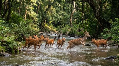 dhole, asiatic wild dog, deer, hunt, jungle, forest, predator, nature, red fur, teamwork, chase, river, alpha, coordination, hunter, collaboration, beta, water obstacle, habitat, climbing