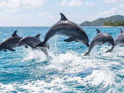 dolphin, ocean, jump, water, wave, splash, intelligent, group, freedom, acrobatics, sunshine, tropical, coast, scenic, wild, blue sea, nature, uplifting, wild sea, natural