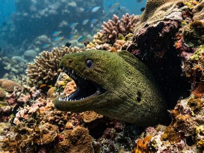 eel, green moray eel, reef, jaws, teeth, cave, crevice, nature, predator, ocean, green, sharp, dangerous, camouflage, marine life, coral reef, animal, open mouth, watery, surface, reef predator