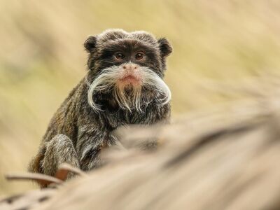 monkey, nature, animal, primate, emperor tamarin, mustache, mammal, animal kingdom, natural environment, brown fur, wild, photography, green background, curiosity, asian jungle, face, detail, close-up