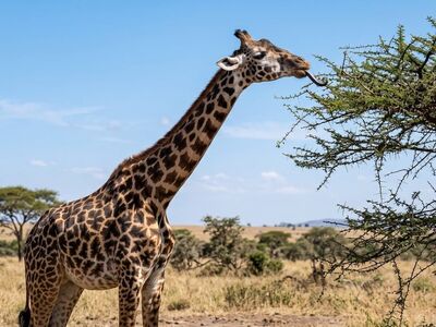 giraffe, acacia, tree, height, neck, tongue, leaves, savannah, africa, safari, spots, feeding, blue sky, herbivore, wildlife, nature, thorns, extension, strip, grasslands, food