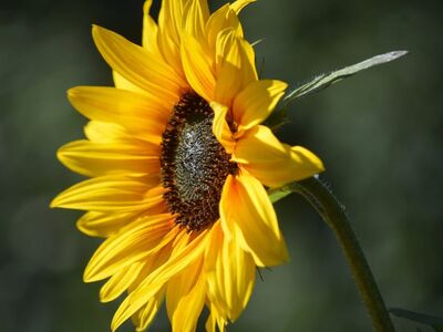 sunflower, yellow flower, flower background, macro photography, summer, garden, nature, flowering plant, close-up, sunny, natural beauty, blue sky, environment, beautiful landscape, garden plant, botany, wildflower, ecology, sunflower head, stamen