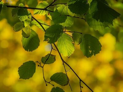 leaves, bright green, autumn, nature, bokeh background, sunlight, natural beauty, deciduous tree, plant motif, ecology, outdoor scene, green leaves, natural, green color, outdoors, yellow background, close-up, landscape, yellow, plant, bright