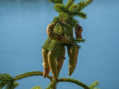 tree, pine, pinecone, conifer, nature, lake, forest, pine needles, green, peace, landscape, natural, calm, blue, sun, calm water, reflection, silence