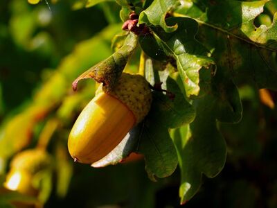 acorn, tree, leaves, nature, autumn, shell, forest, green, brown, fruit, planet, fresh, ecosystem, sprout, living nature, seedling, shoots, biology, garden, ecology, agriculture