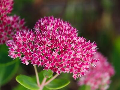 stonecrop, flowering, pink, gardening, perennial, inflorescence, garden plant, crassulaceae, natural, green background, nature, macro photography, botany, succulent, flora, beautiful, green leaves, ecology, cuteness