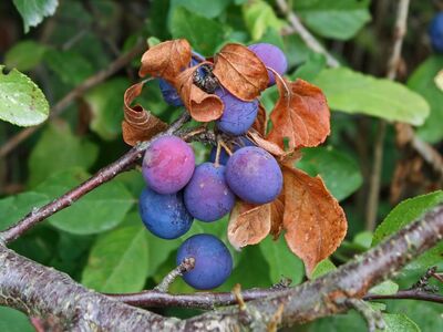 sloe, autumn, berry, fruit, branch, leaves, nature, shrub, green, blue