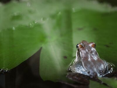 frog, lily pad, hd wallpaper, laptop wallpaper, wetland, beautiful wallpaper, mac wallpaper, macro, nature, green, free wallpaper, wallpaper 4k, leaf, water surface, wallpaper hd, reflection, environment, animal, wild, desktop backgrounds, sunlight, background, 4k wallpaper 1920x1080, peaceful, cool backgrounds, water, windows wallpaper, full hd wallpaper, free background, bullfrog, 4k wallpaper, photo wallpaper, amphibian