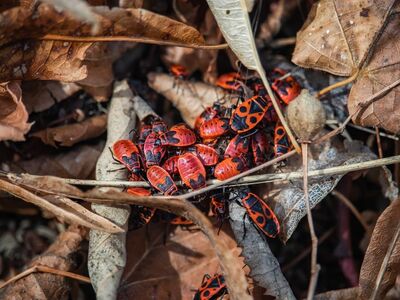 firebug, nature, red color, insects, 4k wallpaper, laptop wallpaper, leaves, wallpaper hd, colony, free background, free wallpaper, wildlife, desktop backgrounds, nature wallpaper, 4k wallpaper 1920x1080, nature background, mac wallpaper, autumn, fallen leaves, dead leaves, leaf litter, beautiful nature, natural habitat, outdoors, garden, wallpaper, background, wallpaper 4k, autumn mood, hd wallpaper, beautiful wallpaper, cool backgrounds, windows wallpaper, red-orange, insects on leaves, full hd wallpaper, pile of leaves