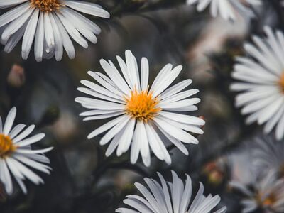 aster, flower, white flowers, garden, flower wallpaper, nature background, autumn, nature, blossom, 4k wallpaper 1920x1080, beautiful flowers, beautiful nature, close-up, mac wallpaper, background, wallpaper, windows wallpaper, free background, wallpaper 4k, 4k wallpaper, cool backgrounds, flower background, dark colors, hd wallpaper, fall flowers, beautiful wallpaper, full hd wallpaper, botanical, aesthetics, wallpaper hd, laptop wallpaper, floral background, timeless, nature's beauty, photography, heavenly, decor, desktop backgrounds, free wallpaper, nature wallpaper, pattern