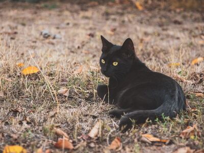cat, pet, animal, black, leaf, autumn, nature, wildlife, grass, yellow, eyes, fur, outside, rest, outdoor, still life, watching, season, environment, wild, crawling