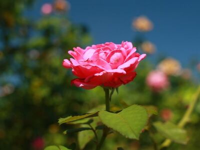rose, desktop backgrounds, flower, nature, garden, pink, beauty, background, leaves, beautiful wallpaper, outdoor, spring, wallpaper hd, close-up, flower background, green, horizon, flower wallpaper, soft, hd wallpaper, sunny, 4k wallpaper 1920x1080, day, blooming, beautiful flowers, mac wallpaper, floral background, windows wallpaper, full hd wallpaper, free wallpaper, colorful, free background, cool backgrounds, laptop wallpaper, 4k wallpaper, rose flower, wallpaper 4k, delicate, idyllic