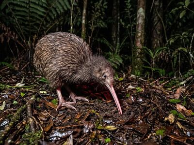 kiwi, bird, flightless, beak, forest, night, nocturnal, new zealand, long beak, feathers, foraging, dirt, leaves, midnight, damp, rare, nature, animal, exploration, unique