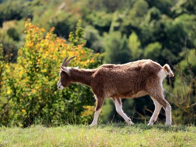 goat, 4k wallpaper, nature, free background, wallpaper hd, animal, cool backgrounds, windows wallpaper, beautiful wallpaper, mammal, wallpaper 4k, desktop backgrounds, horns, alpine, background, free wallpaper, motion, green, pasture, 4k wallpaper 1920x1080, full hd wallpaper, laptop wallpaper, sunny, wild, outdoor, hilly, hd wallpaper, freedom, day, walking, open space, ecology, mac wallpaper, natural beauty