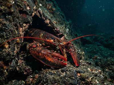 lobster, claws, ocean, cave, deep water, seabed, feelers, nature, shell, red, marine, reef, hide, crustacean, antennae, rocky, outcropping, night, ocean current, crevice
